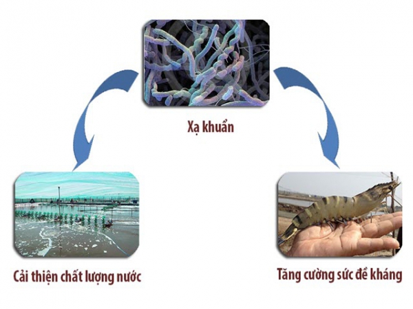 Dòng xạ khuẩn mới có khả năng cải thiện chất lượng nước nuôi tôm