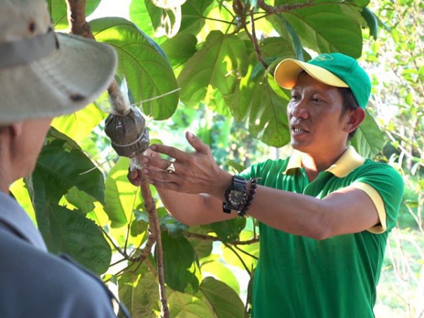 Chàng trai làm giàu từ trái vả