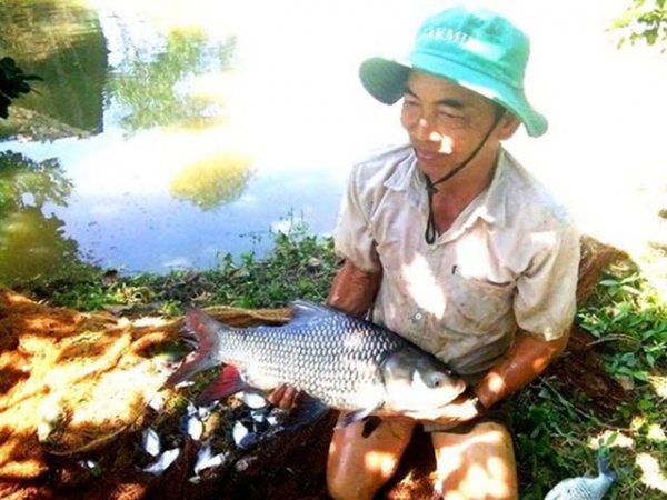 Bí quyết làm giàu - Cựu chiến binh thu tiền tỉ nhờ nuôi cá hô