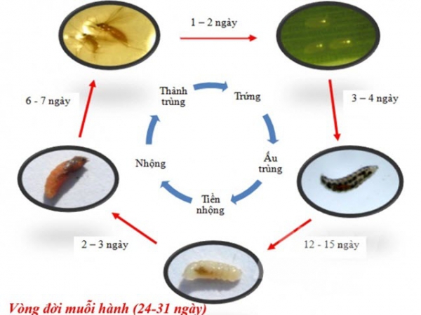 Muỗi hành gây hại cục bộ lúa đông xuân