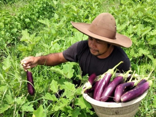 Bali, Indonesia - Ngành du lịch sụp đổ, giới trẻ chuyển hướng làm nông