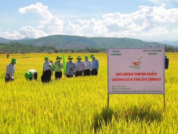 Giống lúa TBR97 thể hiện nhiều ưu điểm trên chân đất nghèo dinh dưỡng