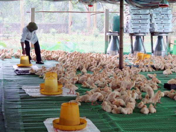 Chăn nuôi an toàn sinh học giúp tỷ lệ sống đàn vật nuôi đạt 95%