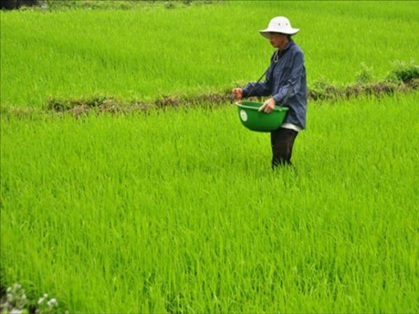 Tập trung bón thúc cho lúa sau rét