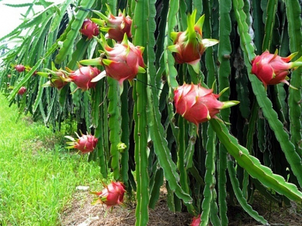 Lưu ý canh tác thanh long trong tình hình mới