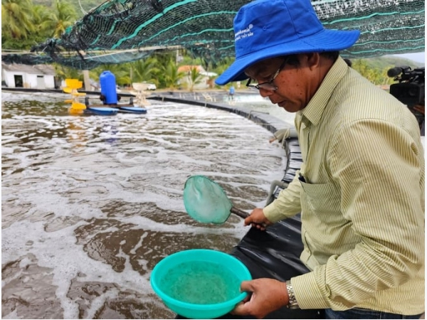 Hợp tác xã nuôi tôm thẻ chân trắng với tỷ lệ thành công đạt 80%