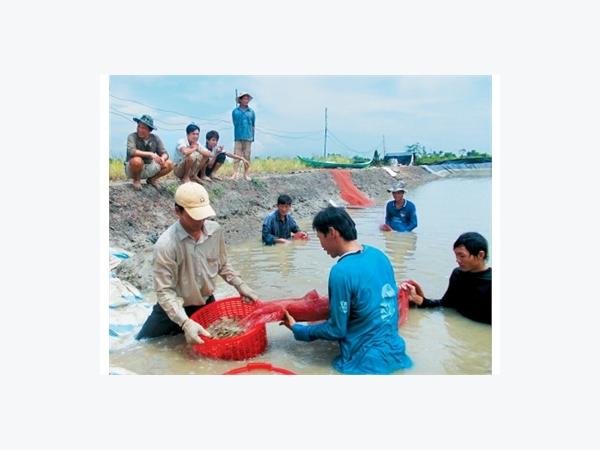 Bảo Hiểm Nông Nghiệp: Thêm Động Lực Cho Người Nuôi Tôm