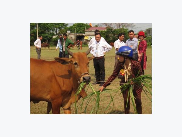 Hấp dẫn đua tài nuôi bò lai giỏi