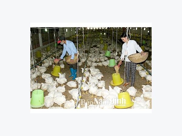 Kinh nghiệm phát triển chăn nuôi trang trại ở Hiển Khánh