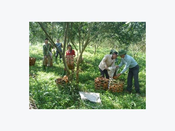 Tỷ phú cam sành ở Tuyên Quang