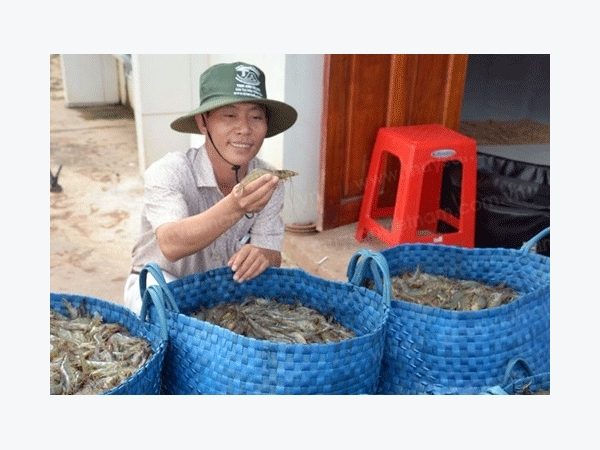 Nuôi tôm theo công nghệ Biofloc, vụ nào cũng thắng đậm