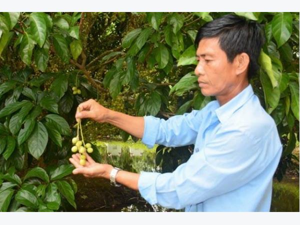 'Thời tiết kỳ quá, cây không đậu được quả!'