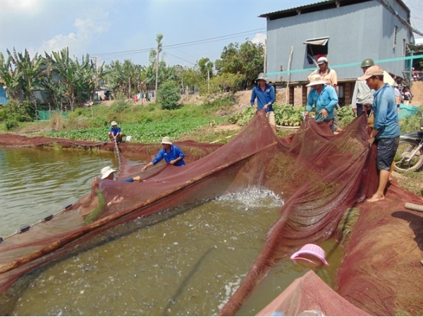 Cá tra giống tăng giá gấp đôi