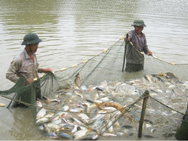 Cải tạo hạ tầng thâm canh thủy sản