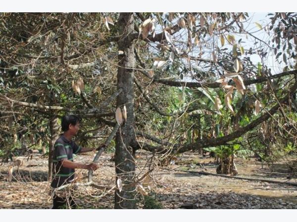 Quản lý bệnh Phytophthora hại cây sầu riêng