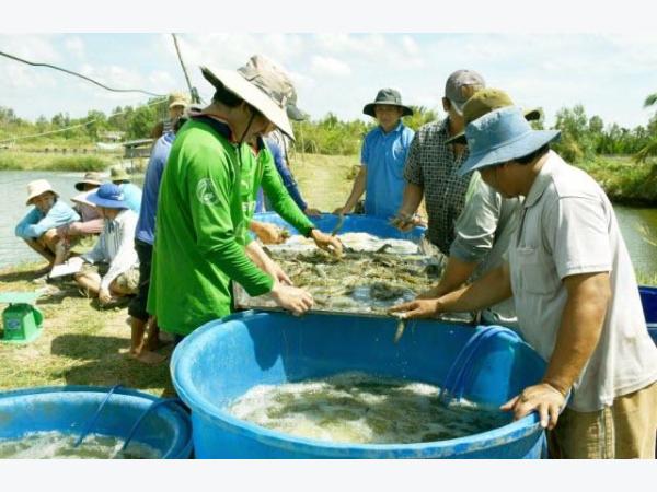 Hướng mở cho người nuôi tôm sú