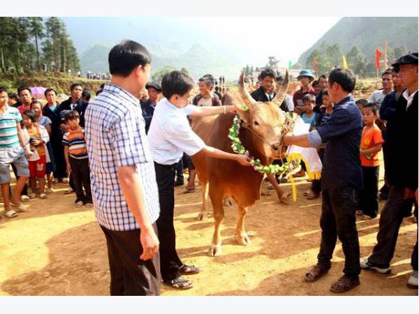 Bò “Kobe” cao nguyên đá Hà Giang “ăn đứt” bò ngoại