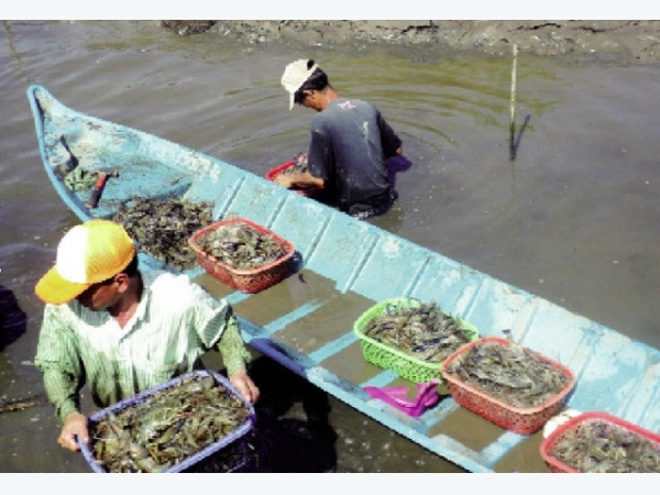 Cà mau: Làm giàu từ xen canh lúa - tôm càng xanh toàn đực