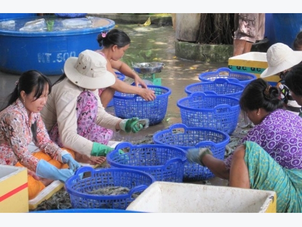 Gian nan chuyện nuôi tôm xuất khẩu