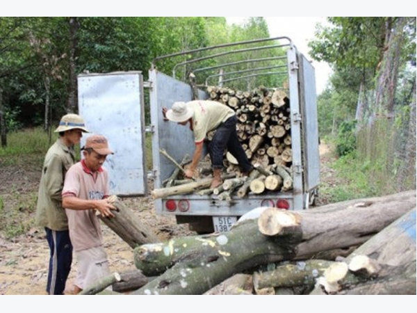 Thương nhân Trung Quốc tranh mua gỗ cao su, giá tăng “chóng mặt”