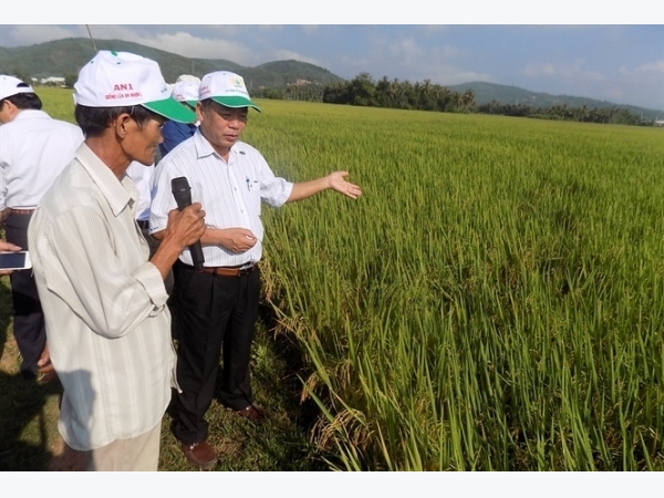 Liên kết sản xuất, tiêu thụ hạt giống xác nhận 1