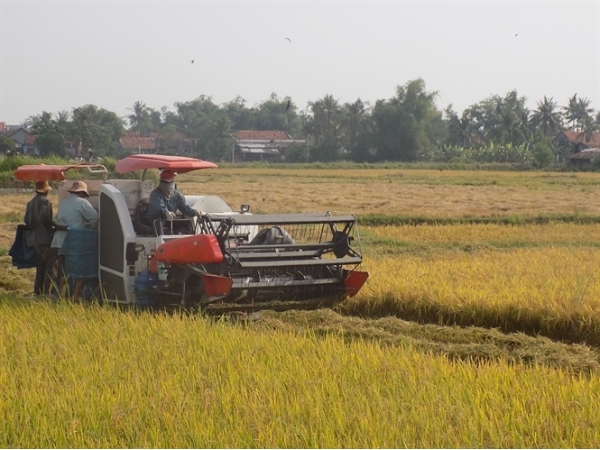 Giống tốt, sạ thưa, bồ đầy thóc