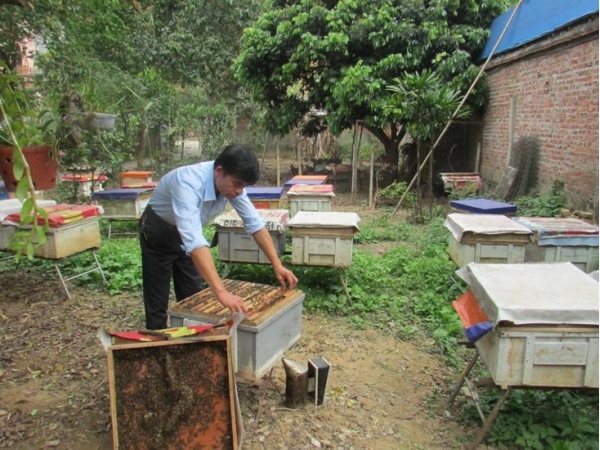 Bắc Kạn: Làm giàu từ nghề nuôi ong lấy mật