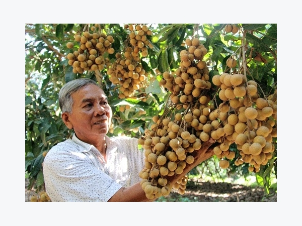 Lão nông Vĩnh Long trồng nhãn “kháng lệnh trời”, thu 2 tỷ đồng/năm