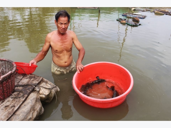 Cá bống mú nuôi dễ, lời cao