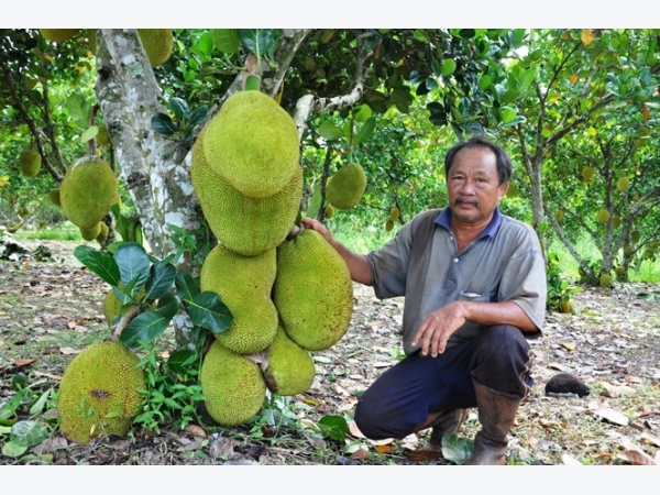 Lão nông trồng mít Thái lá bàng thu tiền tỷ mỗi năm