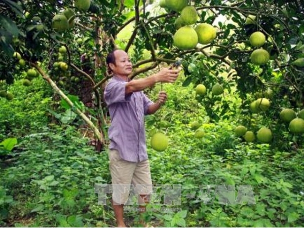 Tỷ phú trồng bưởi bên dòng sông Gâm