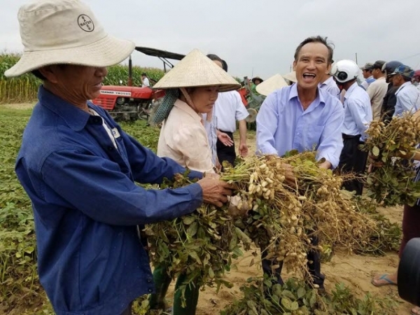 Cơ giới hóa trong sản xuất đậu phụng giúp tiết kiệm hơn 16 triệu đồng/ha