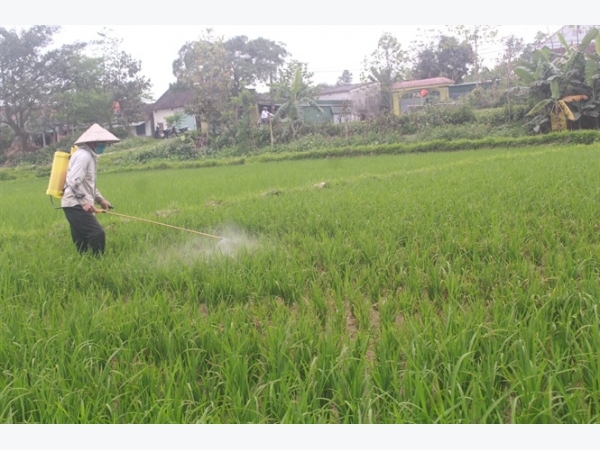 Sâu bệnh trên lúa xuân Nghệ An có xu hướng tăng