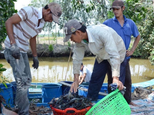 Thu lãi cao từ 'tôm xen tôm'