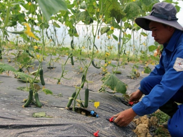 Mạnh dạn làm nông sản an toàn