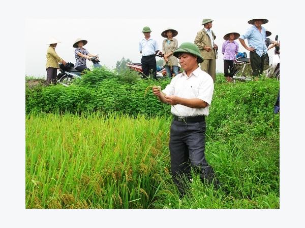 Đặc sản gạo Bồ Nâu tiến vua của người Thanh Oai