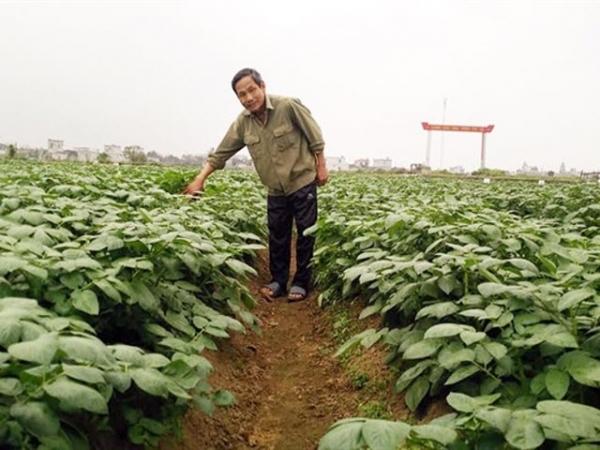 Tấm gương lão nông mượn đất bỏ hoang làm giàu trên quê lúa