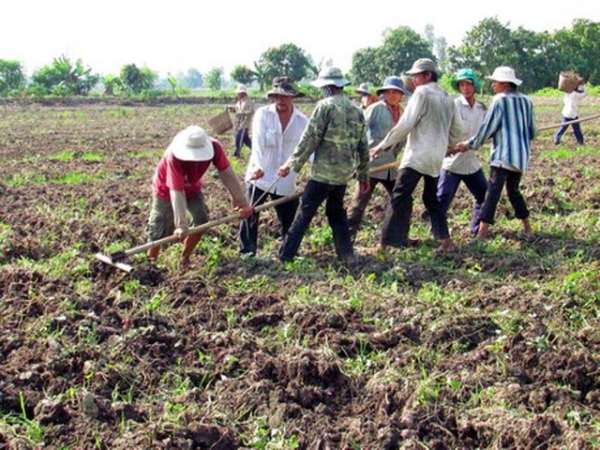 Thế mạnh vùng nguyên liệu khoai lang