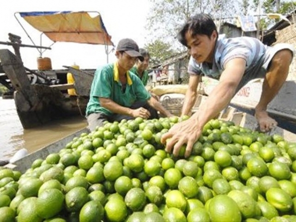 Xử lý chanh ra hoa trái vụ