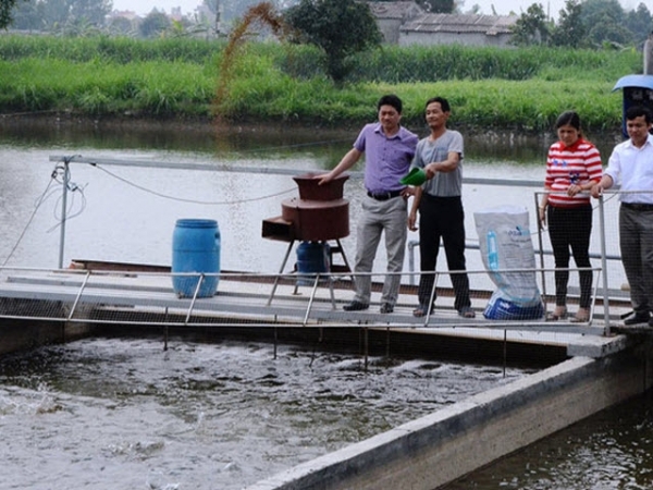 Ưu điểm của nuôi cá theo công nghệ “sông trong ao”