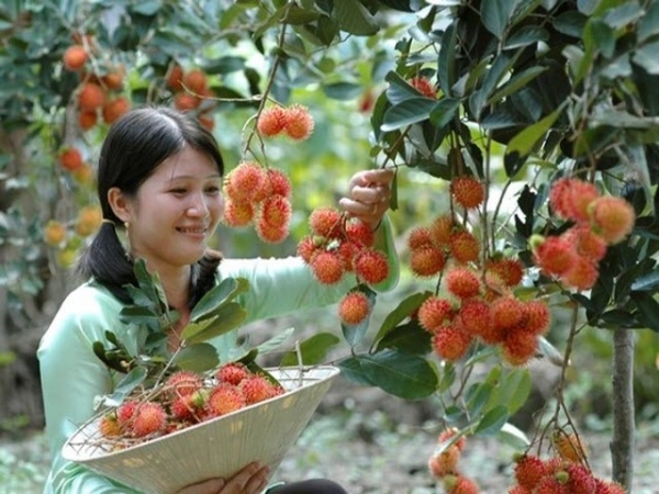 Sau xoài và thanh long, đến chôm chôm Việt 