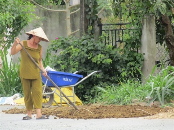 Tăng thu nhập từ... phân bò