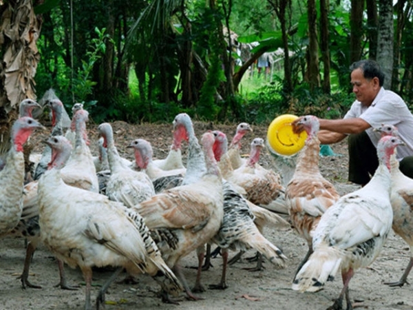 Tự tạo cơ hội: Nuôi gà lôi thả vườn