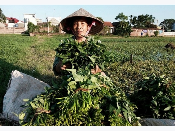 Làng Linh Chiểu khôi phục lại giống rau muống tiến vua