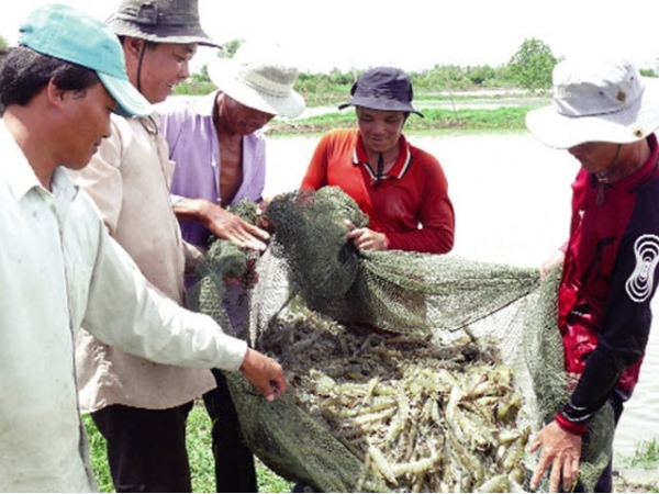 Tín hiệu vui ngành tôm vùng Đất Mũi