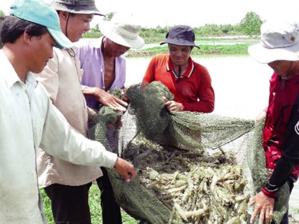 Tín hiệu vui ngành tôm vùng Đất Mũi