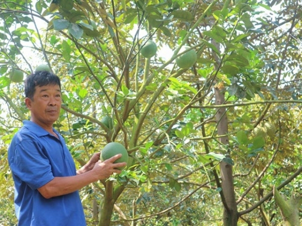 Lão nông đa canh vườn cây ăn trái, không bao giờ lo thất thu