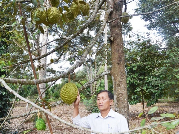 Liên kết sản xuất sầu riêng VietGAP, đỡ lo đầu ra, thu nhập tăng