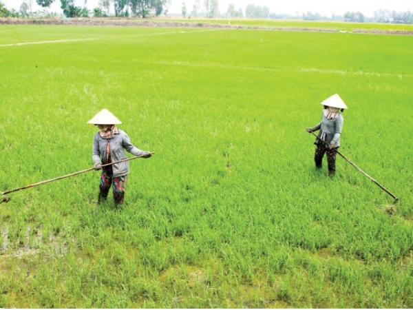 Cần loại bỏ thói quen gieo sạ dày, lãng phí giống