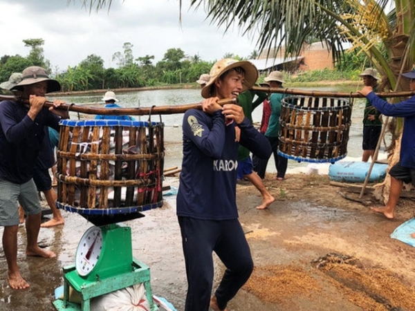 Xuất khẩu cá tra sang Trung Quốc đang tăng nóng